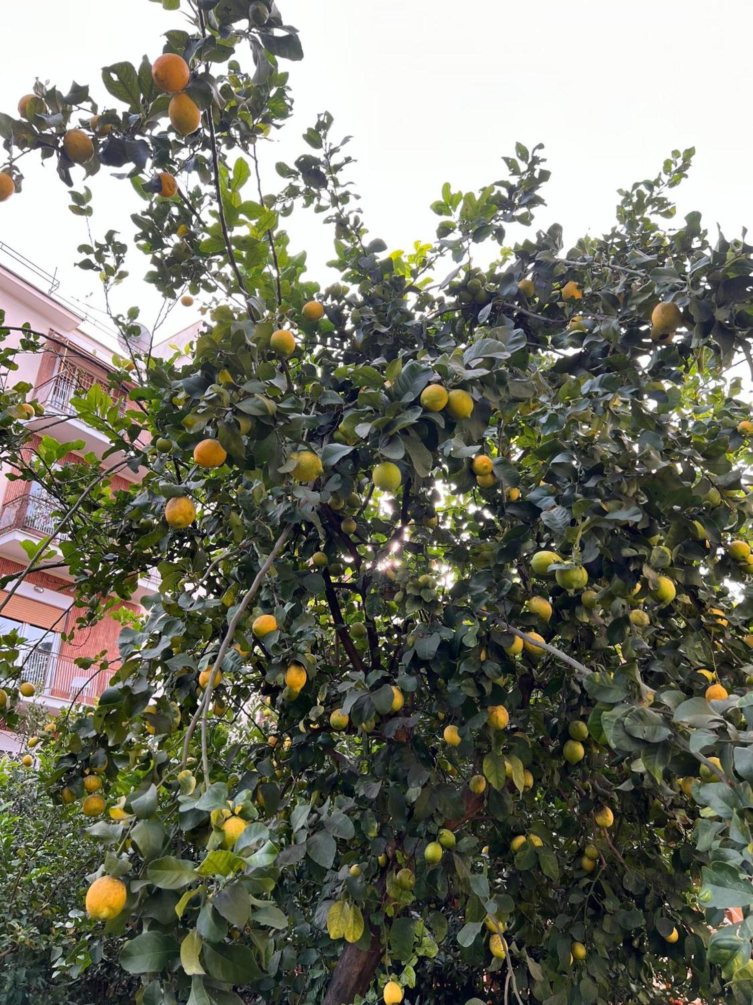 רומא Green Park San Pancrazio מראה חיצוני תמונה